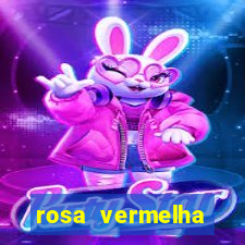 rosa vermelha (letra e cifra)